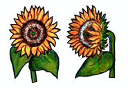 Sunflower Thumbnail