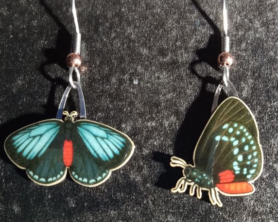 Picture shown is of 1 inch tall pair of earrings of the bug the Atala Butterfly.